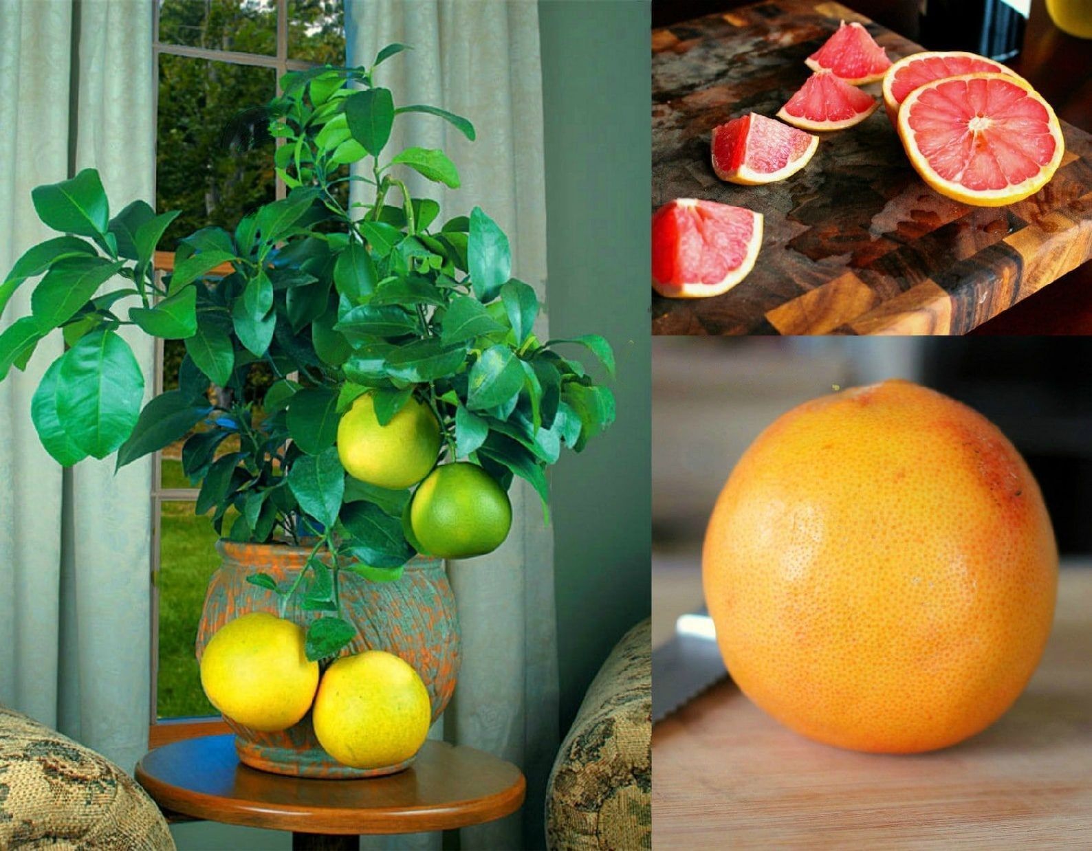 Pomelo " Ruby Red  " Exotic 10 Fruit Seeds