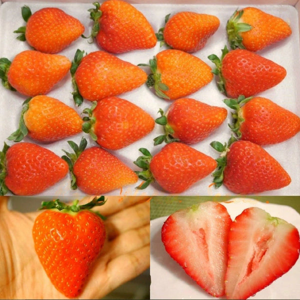 Strawberry 