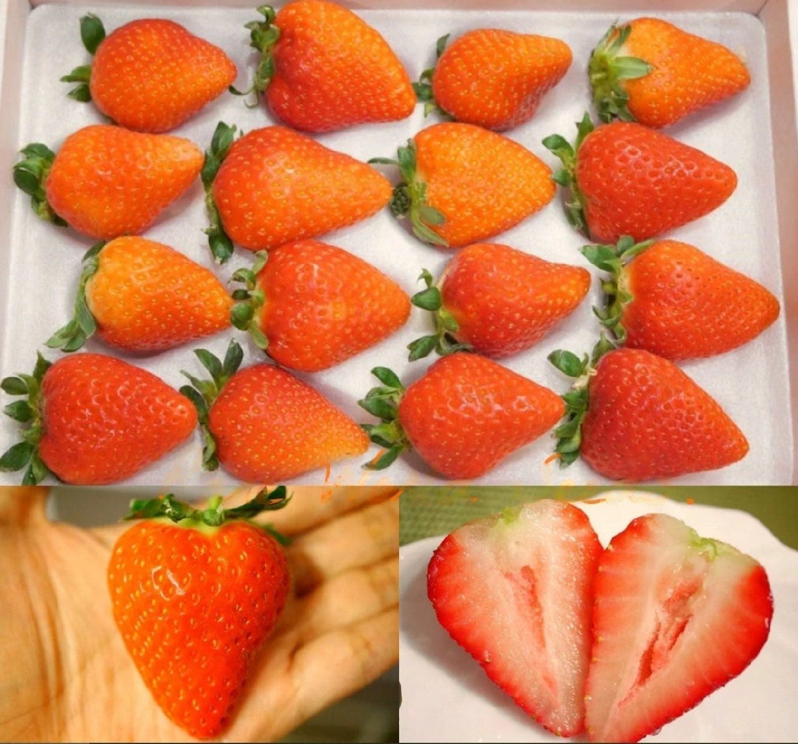 Strawberry " Shojo No Kokoro  " Exotic 30 Fruit Seeds