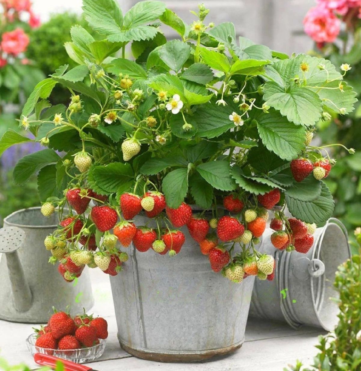 Strawberry " Delizz  " Exotic 30 Fruit Seeds