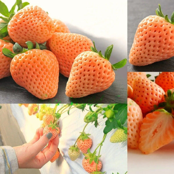 Strawberry 