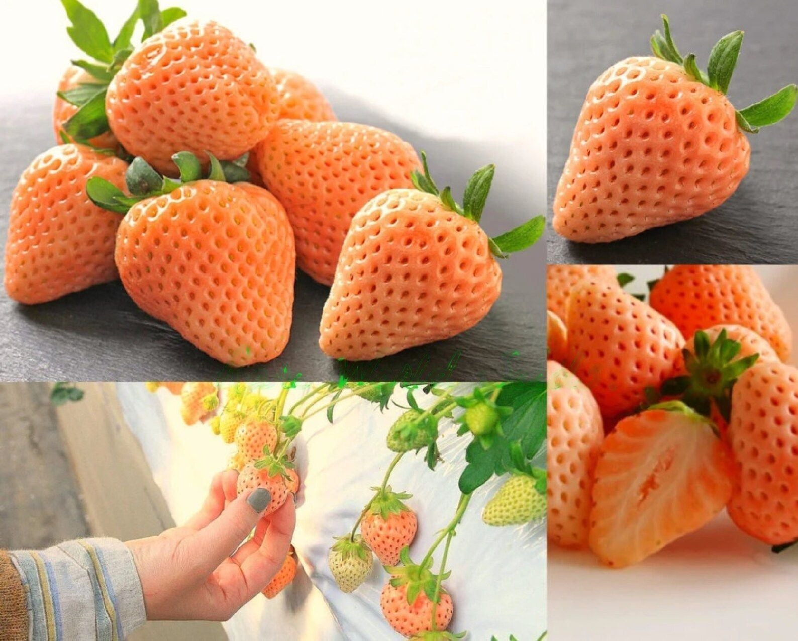 Strawberry " Momo Ichigo  " Exotic 30 Fruit Seeds