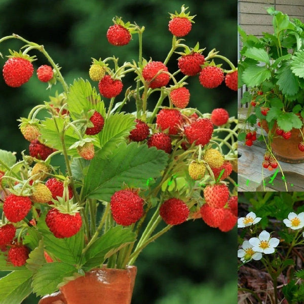 Strawberry 