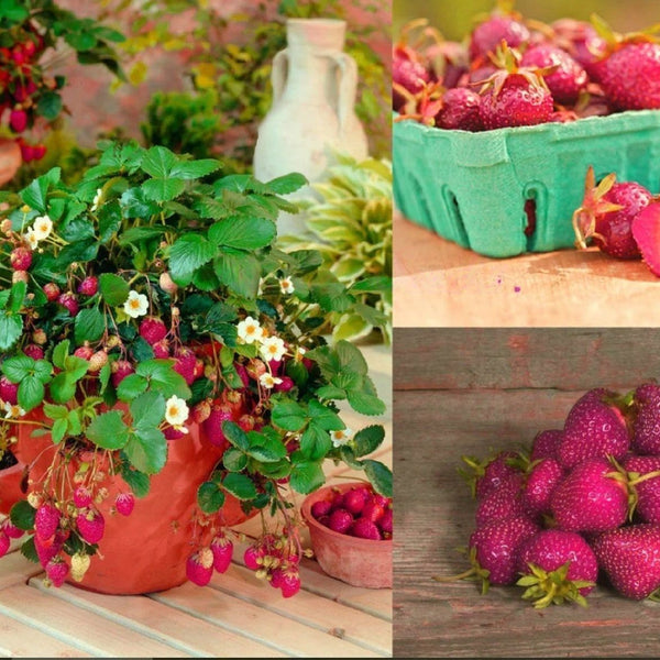 Strawberry 