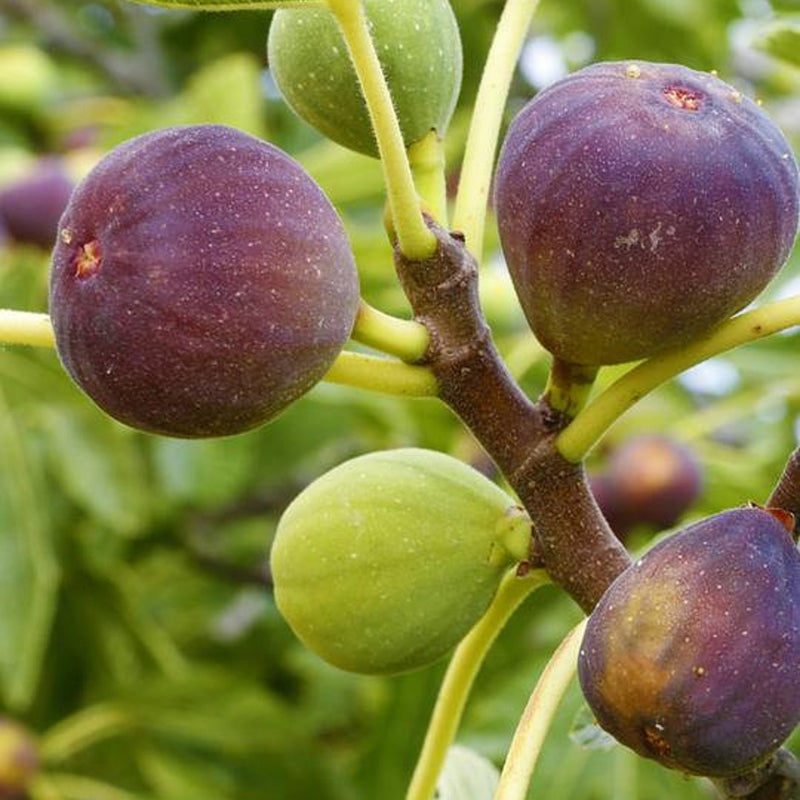 Fig 
