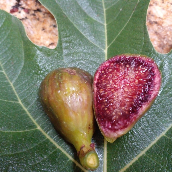 Fig 