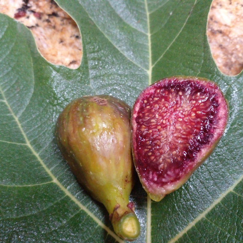 Fig 