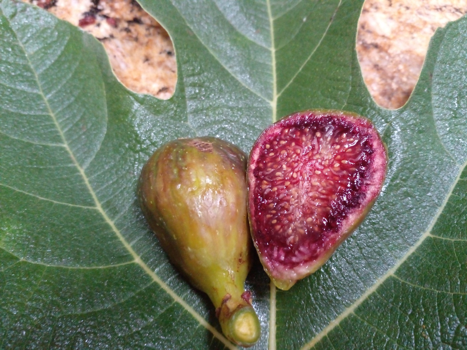 Fig " Pote Tresa  " Exotic 30 Fruit Seeds