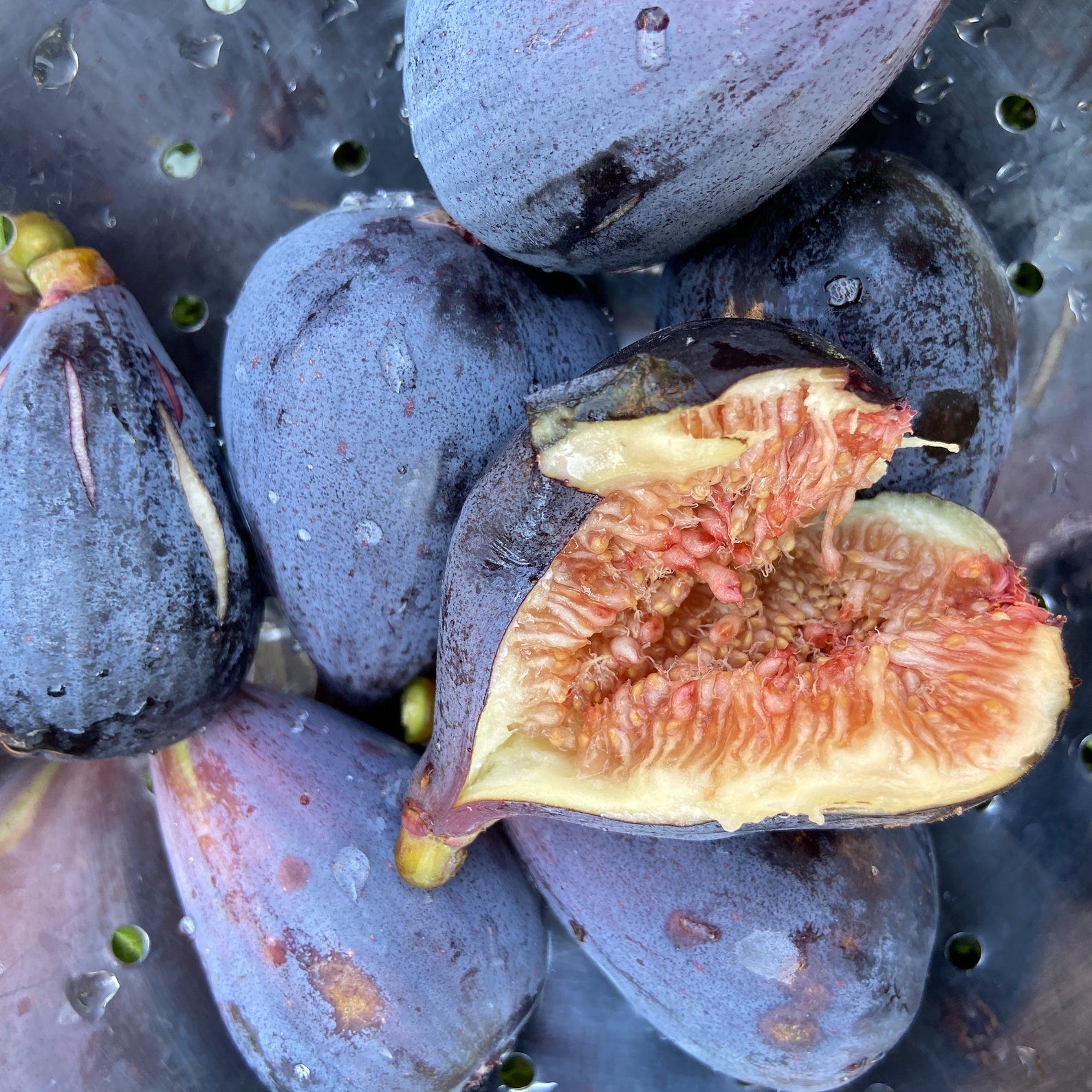 Fig " Black Mission  " Exotic 30 Fruit Seeds