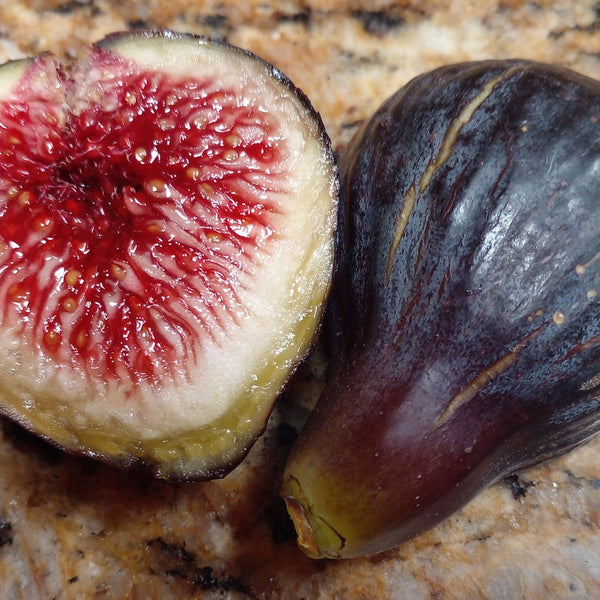 Fig 