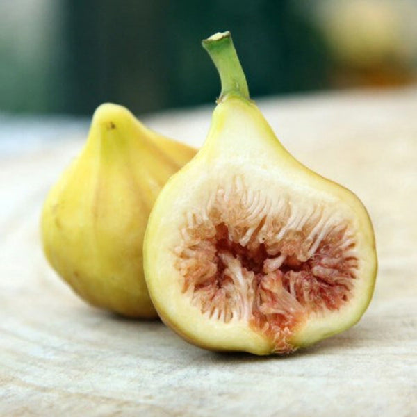 Fig 