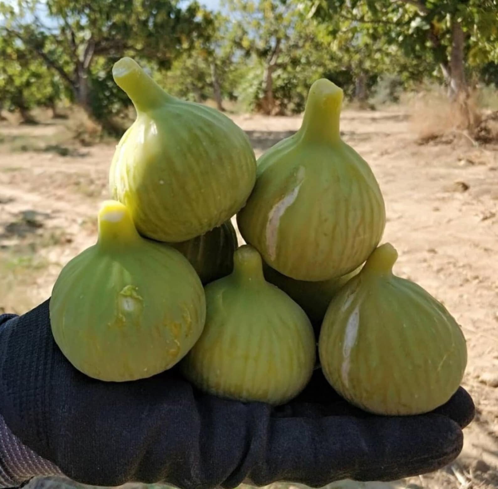 Fig " Turkish Gold  " Exotic 30 Fruit Seeds