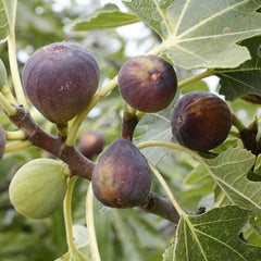 Fig 