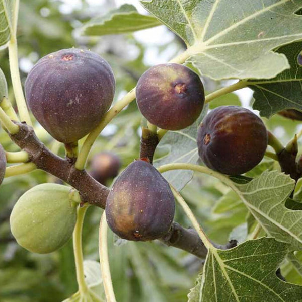 Fig 