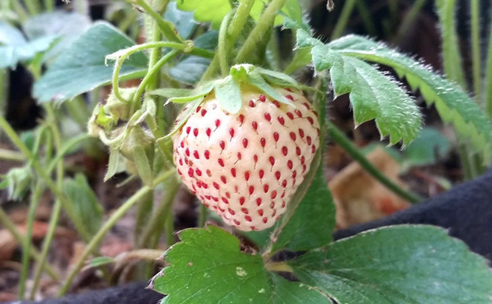 Strawberry " White Alpine  " Exotic 30 Fruit Seeds