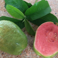 Guava 