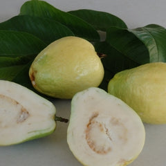 Guava 