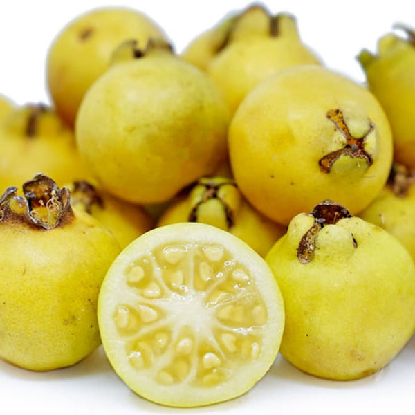 Guava 
