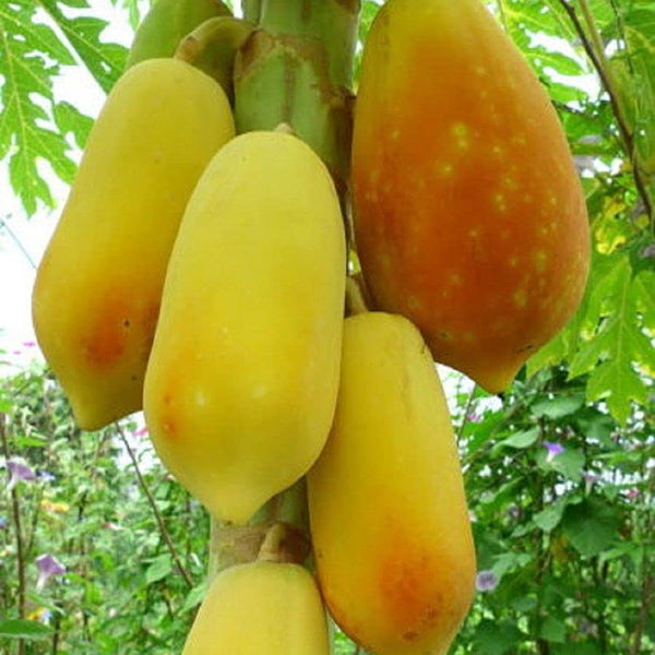 Papaya 