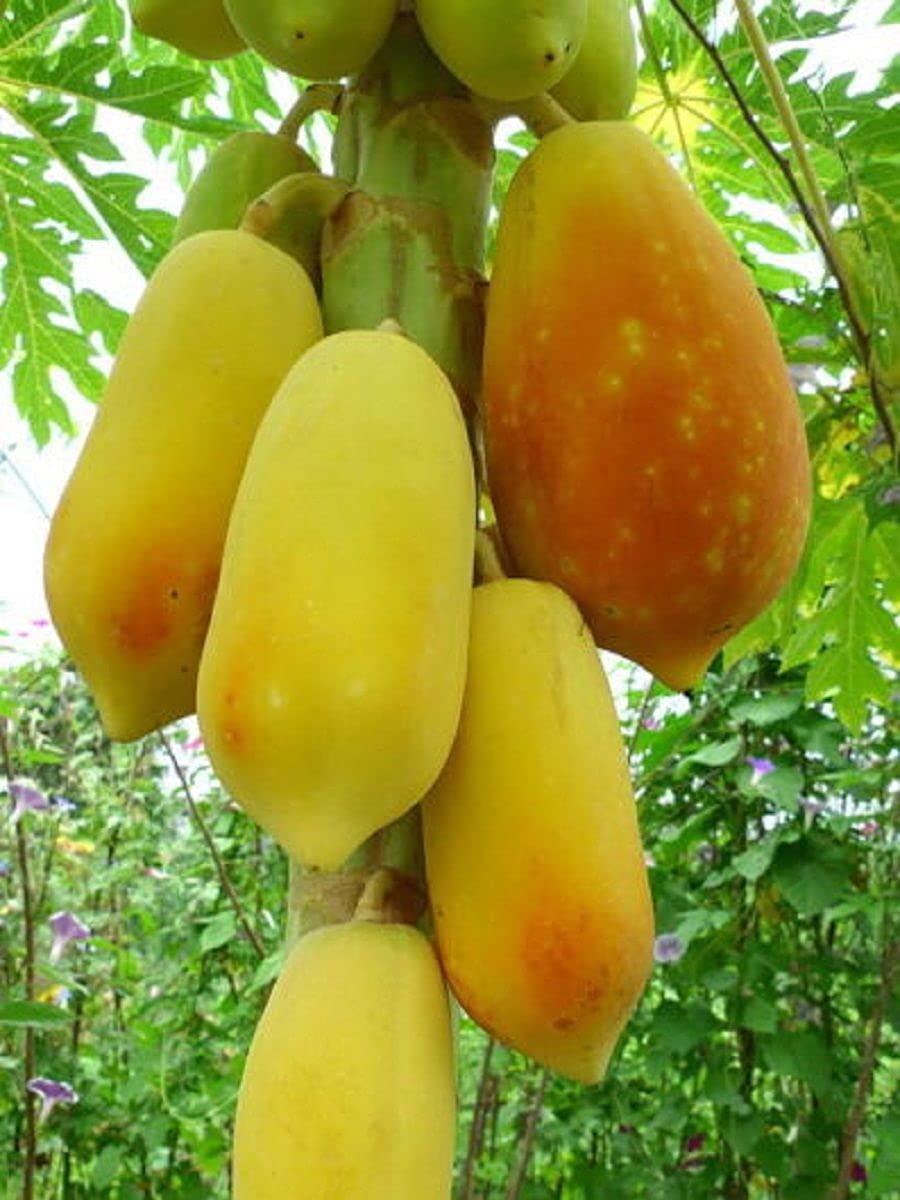 Papaya " Golden  " Exotic 15 Fruit Seeds