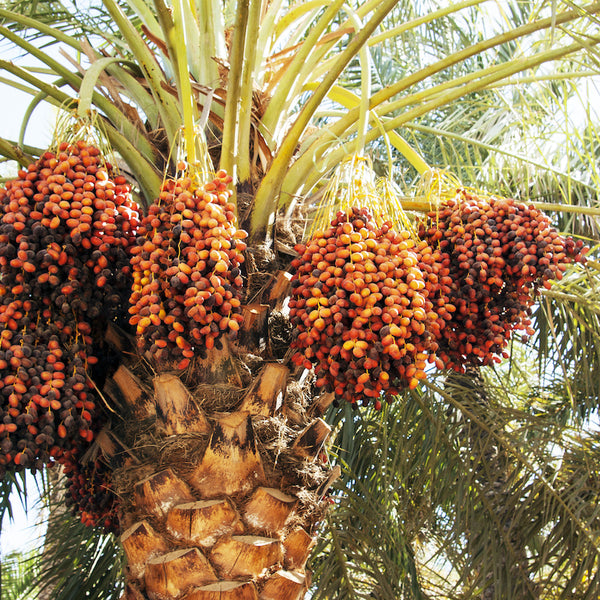 Dates 
