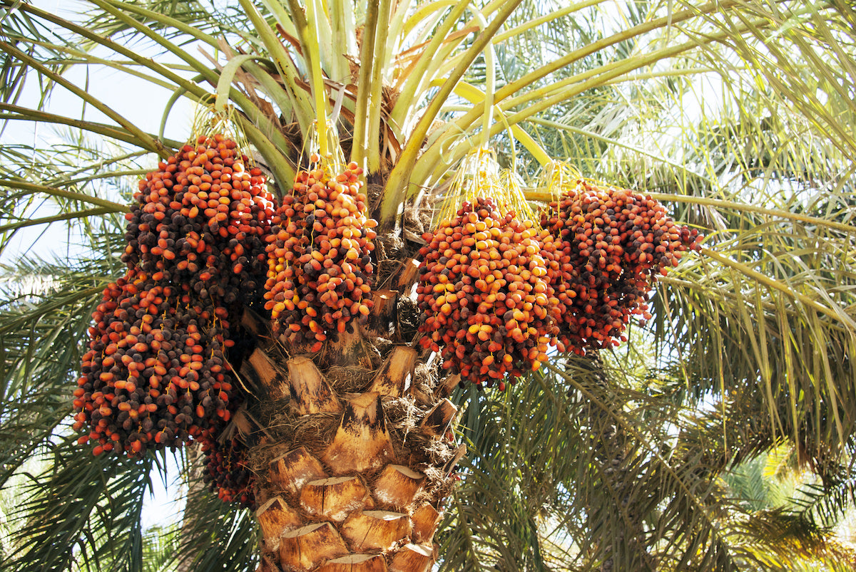 Dates " Medjool  " Exotic 10 Fruit Seeds