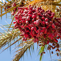 Dates 