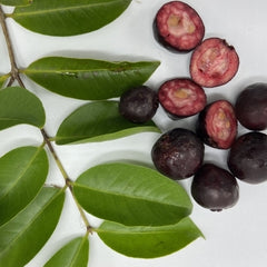 Guava 