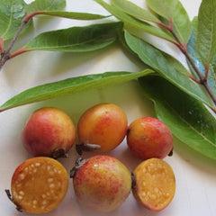 Guava 