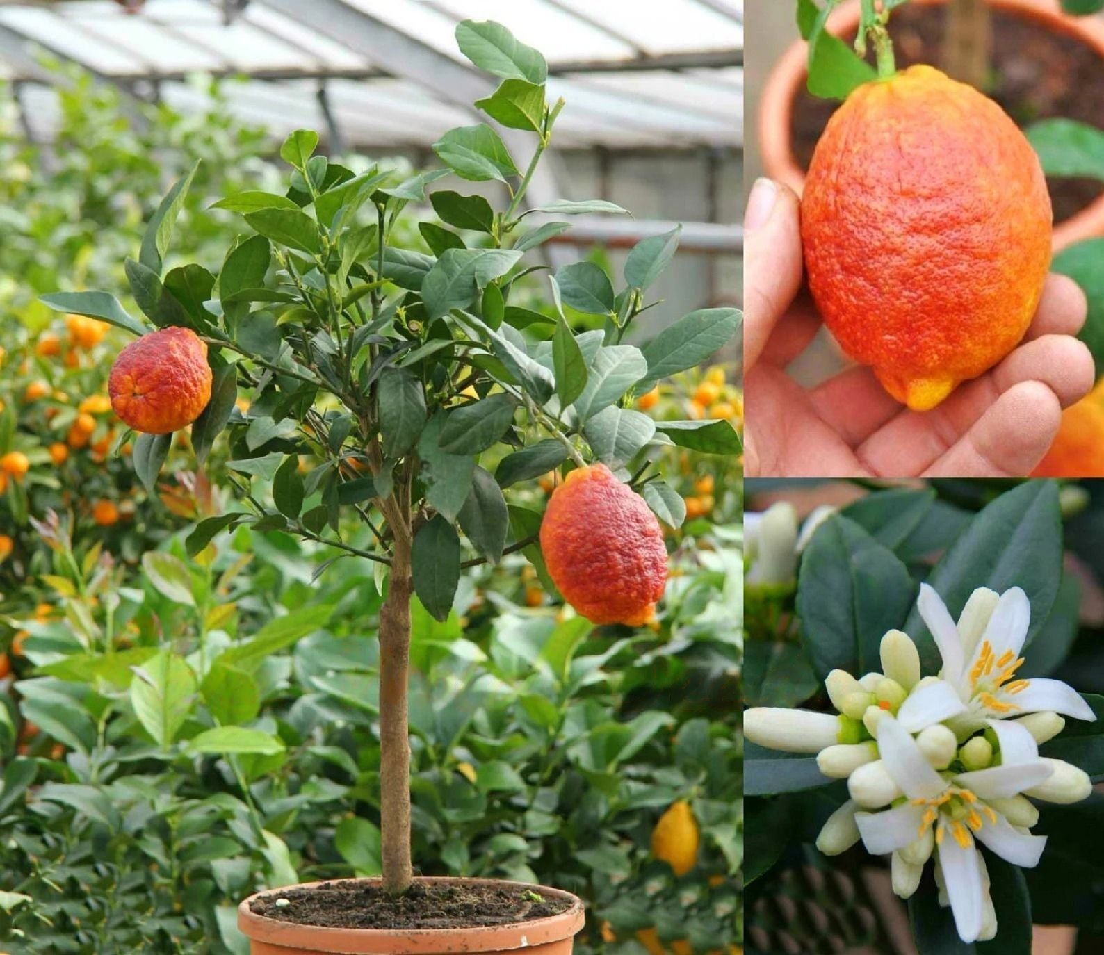 Lemon " Red Lemon  " Exotic 10 Fruit Seeds