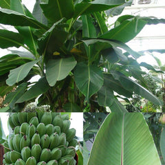 Banana 
