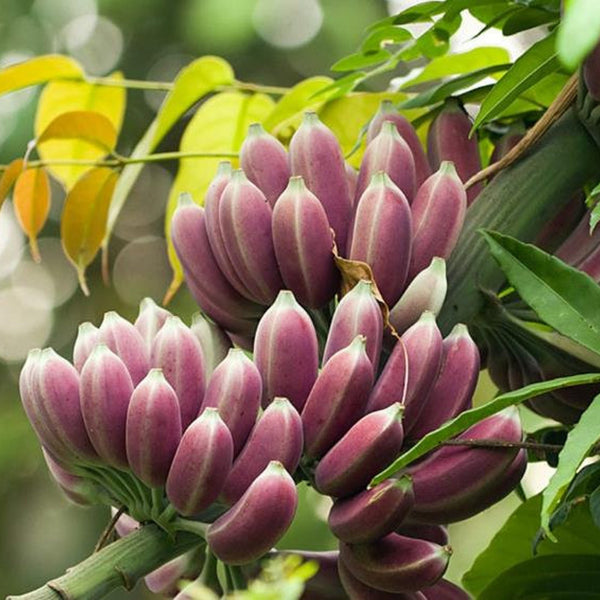 Banana 