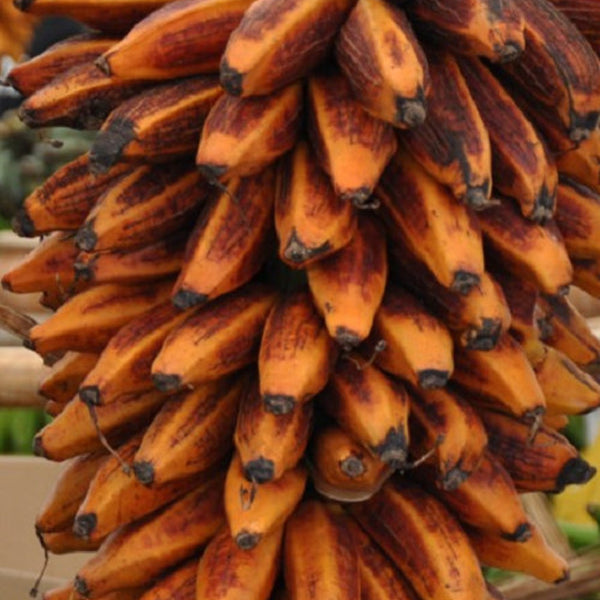 Banana 