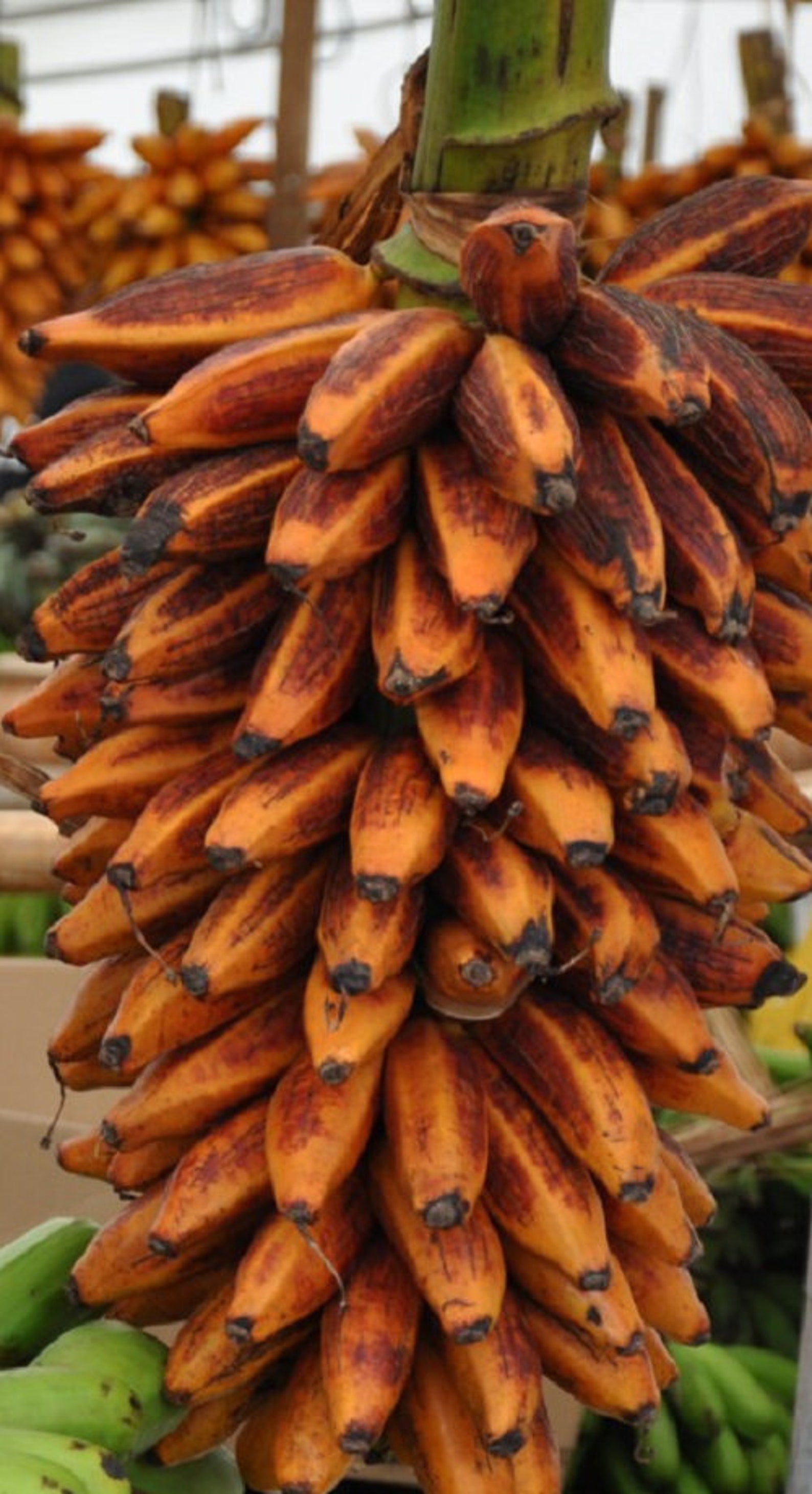 Banana " Orange Banana  " Exotic 10 Fruit Seeds