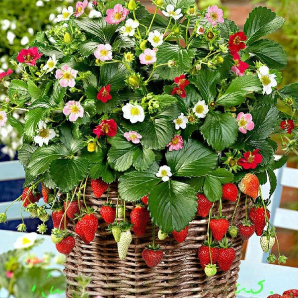 Strawberry 