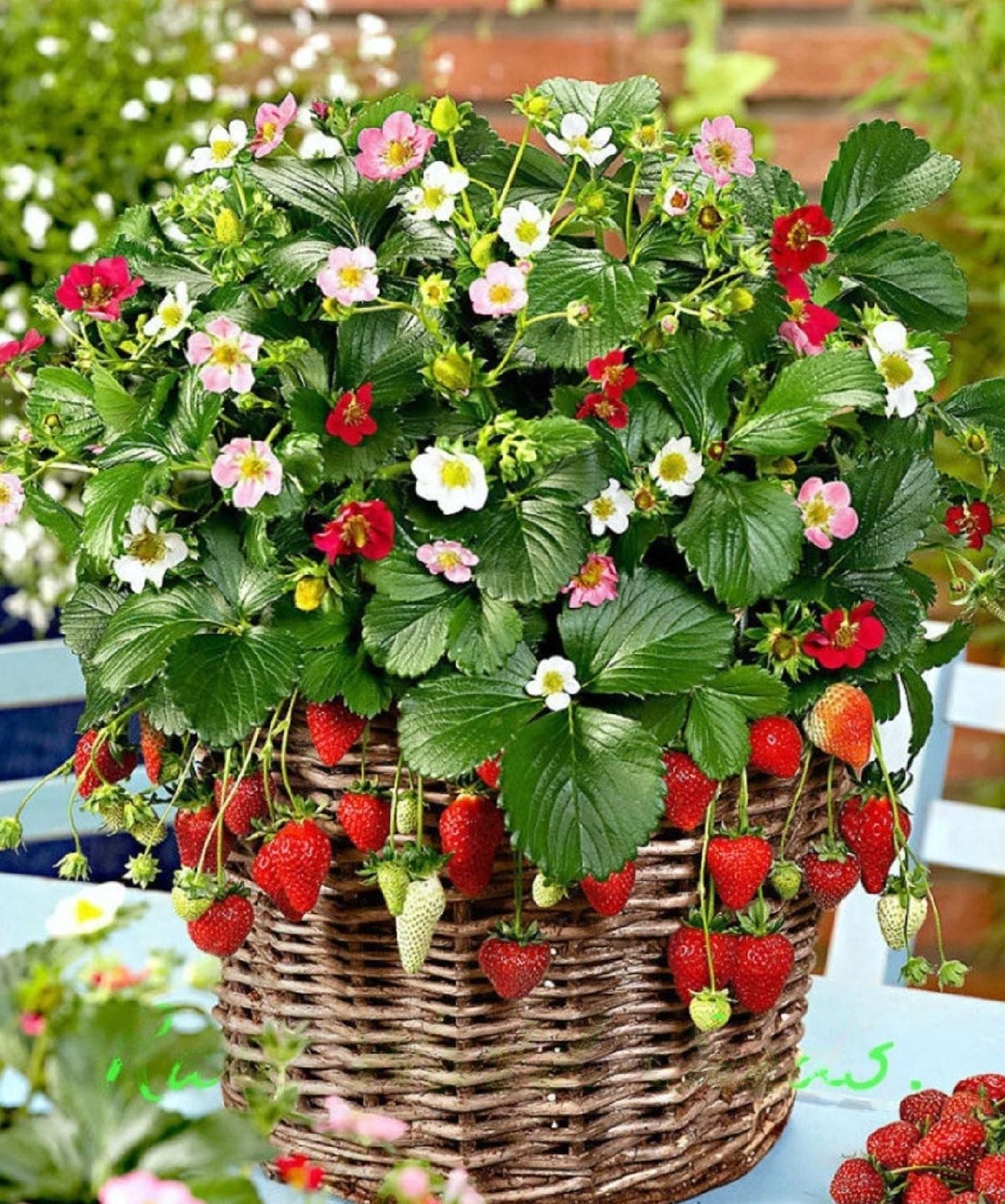 Strawberry " Rainbow Treasure  " Exotic 30 Fruit Seeds