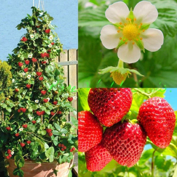 Strawberry 