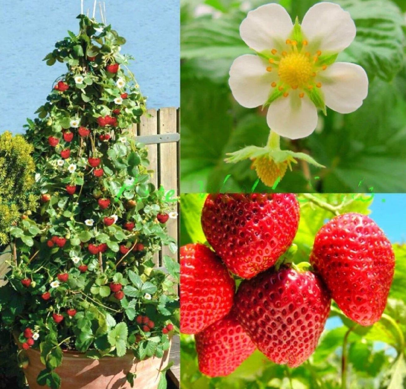 Strawberry " Skyline  " Exotic 30 Fruit Seeds