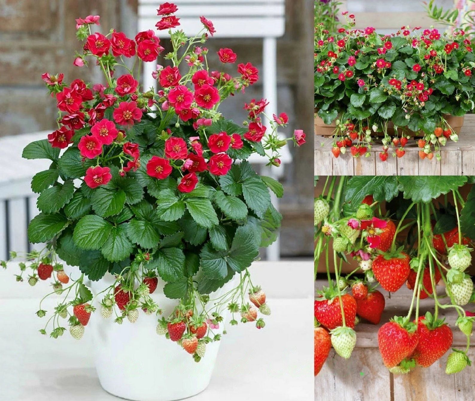 Strawberry " Summer Breeze Rose  " Exotic 30 Fruit Seeds