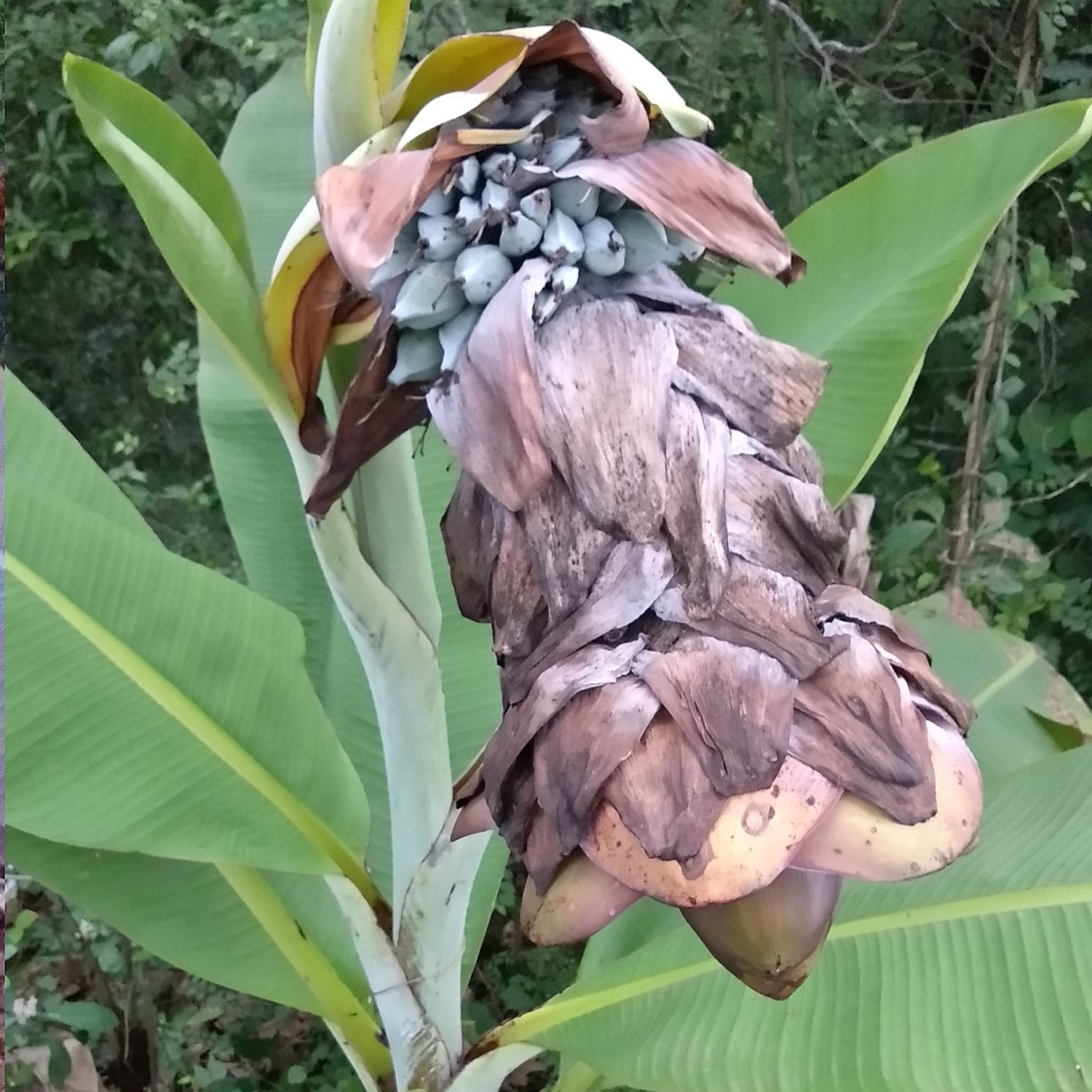 Banana " Wild Banana  " Exotic 10 Fruit Seeds