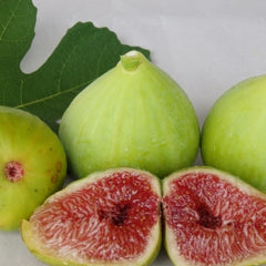 Fig 