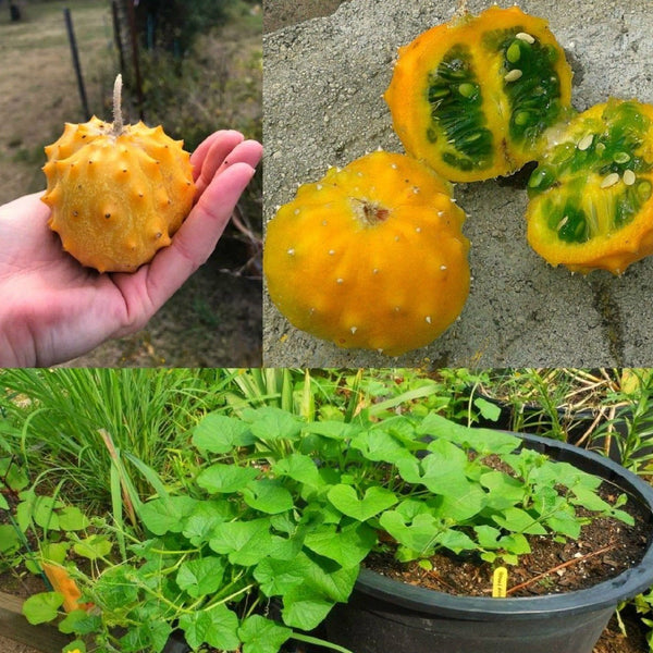 Melon 