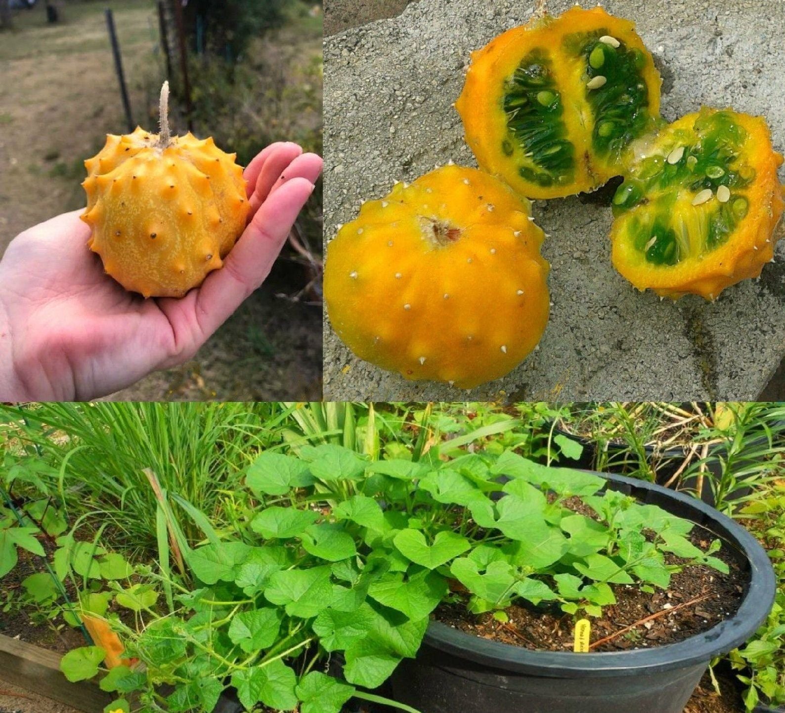 Melon " Kiwano Horned Melon  " Exotic 10 Fruit Seeds