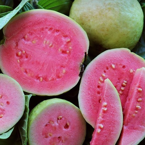 Guava 