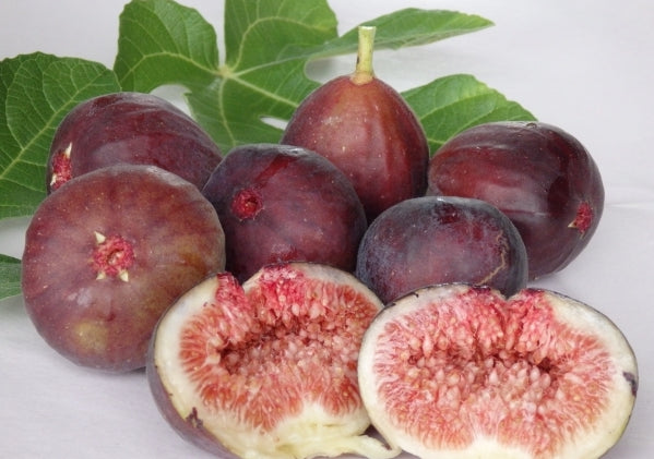 Fig " Black Genoa  " Exotic 30 Fruit Seeds