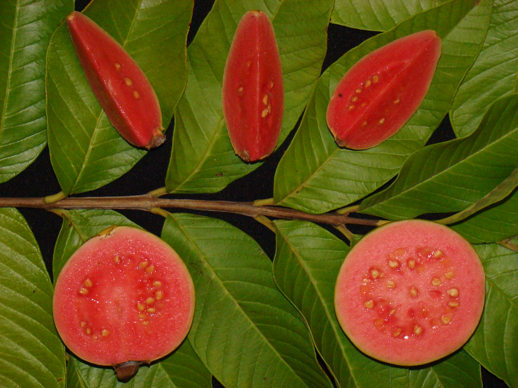 Guava " Ruby Supreme  " Exotic 40 Fruit Seeds