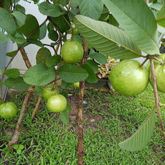 Guava 