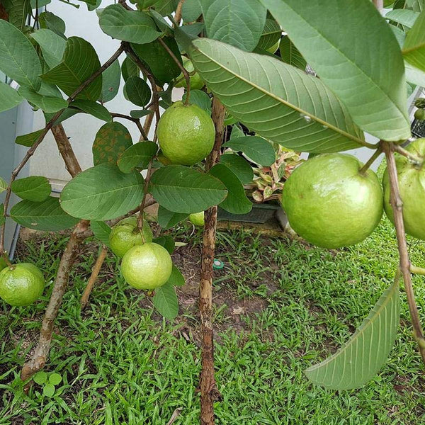 Guava 