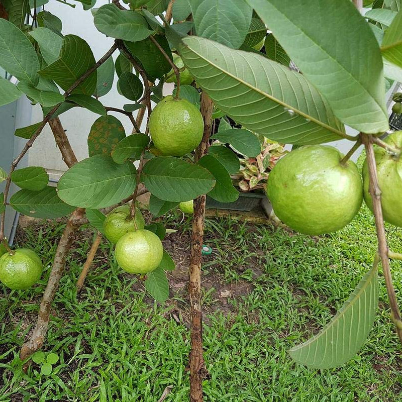 Guava 