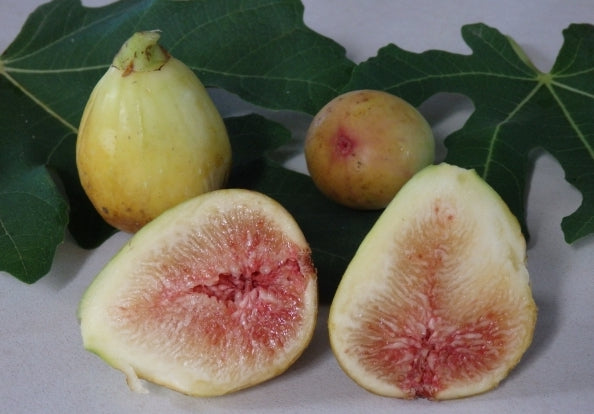 Fig " Dwarf  " Exotic 30 Fruit Seeds